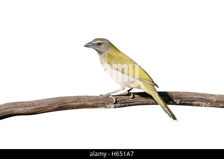 Buff-throated Saltator maximus, saltator, seul oiseau sur branche, Brésil Banque D'Images