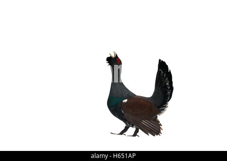 Capercaillie, Tetrao urogallus, seul mâle dans la forêt enneigée au lek, Finlande, Avril 2013 Banque D'Images