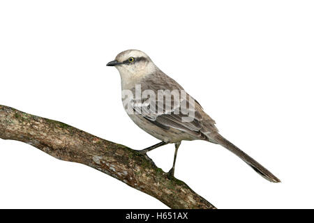 Craie-browed mockingbird, Mimus saturninus, seul oiseau sur branche, Brésil Banque D'Images