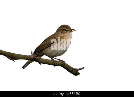 Phylloscopus collybita, « récent, Midlands, printemps Banque D'Images