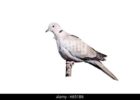 Tête, Streptopelia decaocto, seul oiseau sur la branche, dans le Warwickshire, Septembre 2012 Banque D'Images