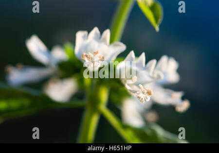 Extreme close-up of a blooming herbacée BASILIC (Ocimum basilicum) et blossom Banque D'Images