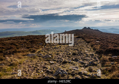 Recherche le long de la crête en direction Stiperstones Cranberry Rock avec l'Shropshire dans la distance, England, UK Banque D'Images