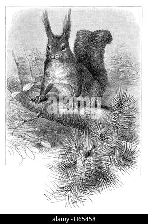 1883 gravure d'un écureuil roux (Sciurus vulgaris) Banque D'Images