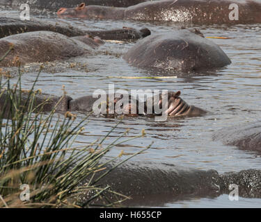 Un troupeau d'hippopotames(y compris un bébé) dans une piscine dans le cratère du Ngorongoro en Tanzanie Banque D'Images