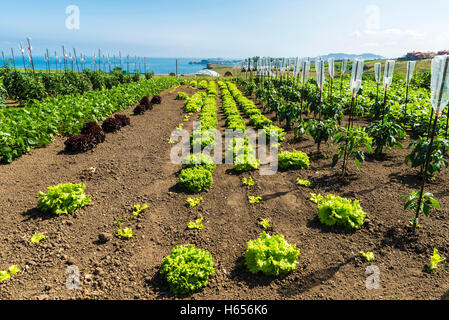 Verger de légumes et tomate avec système d'égouttage réalisés avec des bouteilles en plastique et avec la mer en arrière-plan en Espagne Banque D'Images