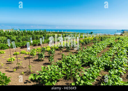 Verger de légumes et tomate avec système d'égouttage réalisés avec des bouteilles en plastique et avec la mer en arrière-plan en Espagne Banque D'Images