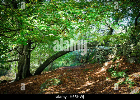 Lea, Derbyshire, Royaume-Uni. 25 octobre, 2016. Le petit village de Lea et Bow wood, plus célèbre résident a été Florence Nightingale dont la famille accueil Lea Hurst est dans le village. Crédit : Ian Francis/Alamy Live News Banque D'Images