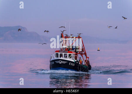 Lyme Regis, dans le Dorset, UK. 25 octobre, 2016. Météo britannique. Un bateau de pêche avec ses prises est suivi par les mouettes qu'il navigue vers le port de Cobb à Lyme Regis sur la côte jurassique du Dorset sur un calme soir peu après le coucher du soleil qui fait de l'eau une nuance de rose. Crédit photo : Graham Hunt/Alamy Live News Banque D'Images
