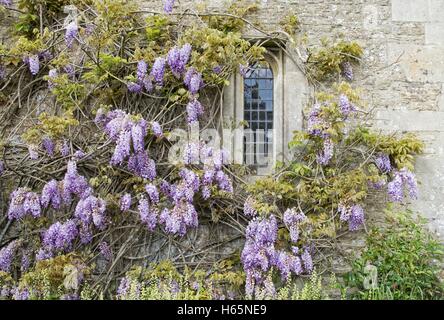 Glycines floraison sur un vieux bâtiment avec une fenêtre montrant au plomb. Banque D'Images