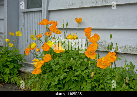 Poppywort jaune fleurs en face d'un norvégien typique maison en bois laqué blanc Banque D'Images