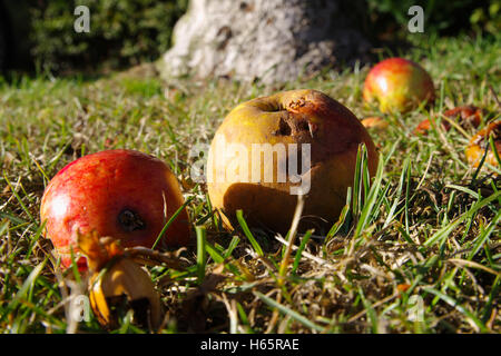 Les pommes tombées en pourriture sur le sol Banque D'Images