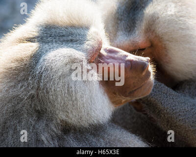 Gros plan du singe babouin toilettage (Papio hamadryas) Banque D'Images