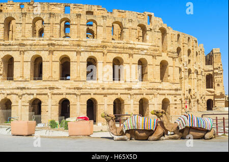 Deux beaux chameaux attendre pour les touristes pour les photos avec l'amphithéâtre romain sur l'arrière-plan, El Jem, Tunisie. Banque D'Images