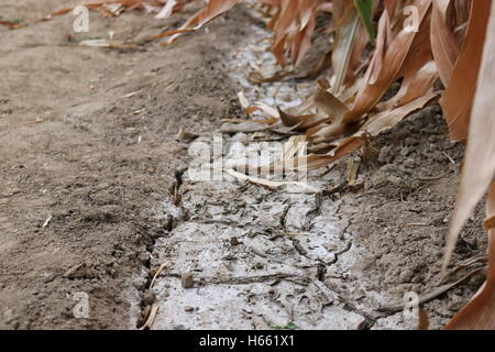 Voie d'irrigation à sec dans un champ de maïs de la récolte tardive. Banque D'Images