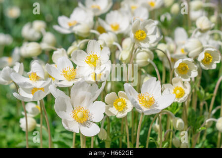 Les anémones blanches fleurs dans la nature Banque D'Images
