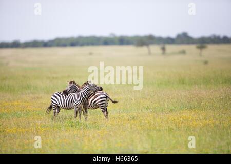 Zebra en position défensive en safari dans le Parc National du Serengeti, Tanzanie. Banque D'Images