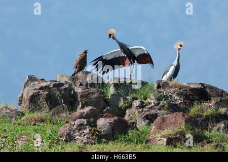 Une grue couronnée et l'aigle de face alors que sur safari dans le cratère du Ngorongoro, en Tanzanie. Banque D'Images