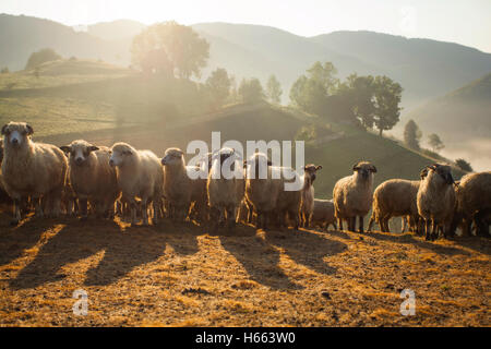 Entendu parler de moutons en matin brumeux dans les Carpates de Transylvanie, Roumanie Banque D'Images
