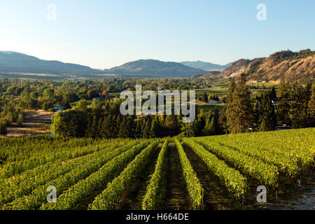 Vineyard winery situé dans la vallée de l'Okanagan situé près de Osoyoos, Colombie-Britannique, Canada Banque D'Images