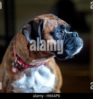 Boxer dog sur fond noir à la recherche de du côté droit du bâti Banque D'Images