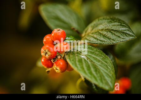 Fruits Rouge Orange d'arbuste grimpant est une bonne nourriture pour oiseaux sauvages Banque D'Images