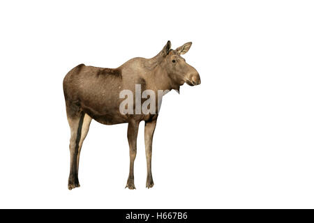 L'orignal, l'Alces alces machlis, mammifère unique en bois, Suède Banque D'Images