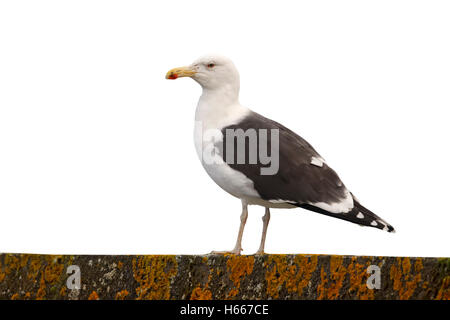 Goéland marin (Larus marinus, seul oiseau sur mur, Highlands, Ecosse, novembre 2012 Banque D'Images