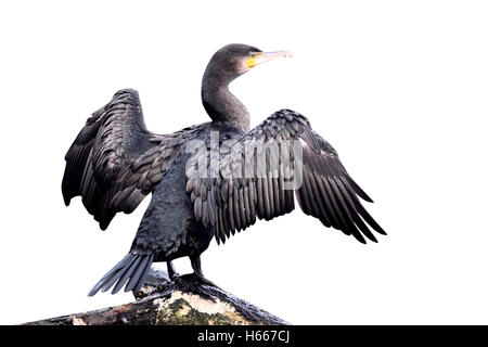 Cormorant, Phalacrocorax carbo, seul oiseau perché sur une branche avec des ailes déployées pour le séchage, Midlands, Septembre 2010 Banque D'Images