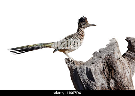 Roadrunner Geococcyx californianus, plus grande, Arizona, USA, hiver Banque D'Images