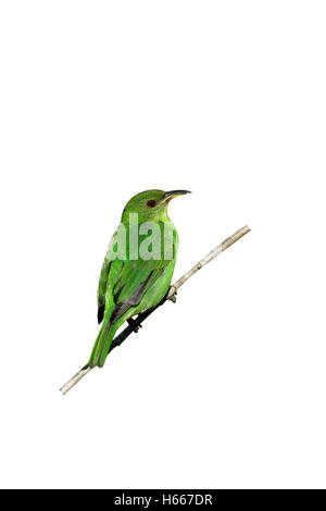 Green honeycreeper Chlorophanes spiza,, femme célibataire sur branch, Brésil Banque D'Images