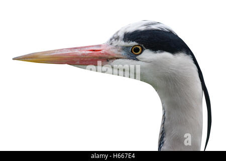 Héron cendré Ardea cinerea, seul oiseau close up de tête, Londres, mars 2008 Banque D'Images