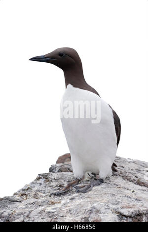 Guillemot, Uria aalge, seul oiseau sur rock, Northumberland, Mai 2014 Banque D'Images