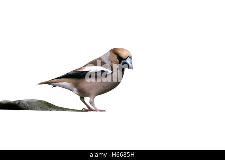 Coccothraustes Hawfinch, coccothrauste, seule femme à l'eau, Hongrie Banque D'Images