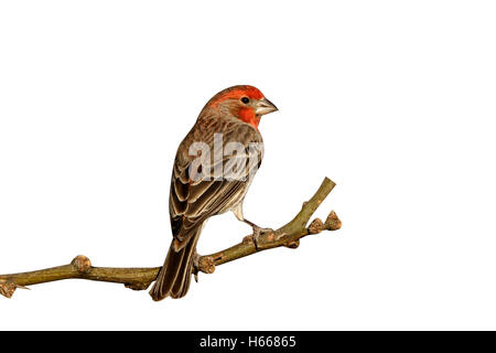 House Finch, Carpodacus mexicanus, homme, Arizona, USA, hiver Banque D'Images