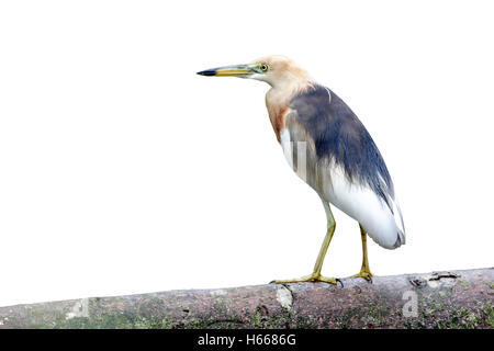 Javan pond-heron Ardeola speciosa, oiseau unique, par l'eau, l'Indonésie, Mars 2011 Banque D'Images