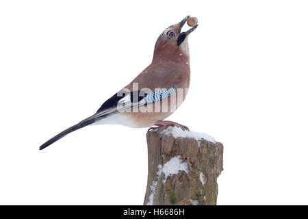 Jay, Garrulus glandarius, seul oiseau sur poster dans la neige avec Acorn, Warwickshire, Janvier 2013 Banque D'Images