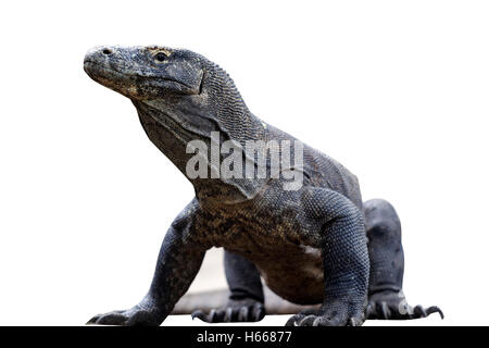 Dragon de Komodo, Varanus komodoensis, lézard unique sur marbre, Komodo en Indonésie, Mars 2011 Banque D'Images