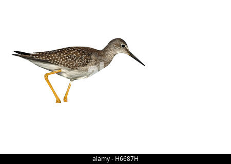 Le Petit chevalier (Tringa flavipes, seul oiseau debout dans l'eau peu profonde, New York, USA Banque D'Images