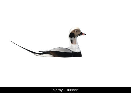 Long-tailed Duck, Clangula hyemalis, homme célibataire sur l'eau, New York, USA, hiver Banque D'Images