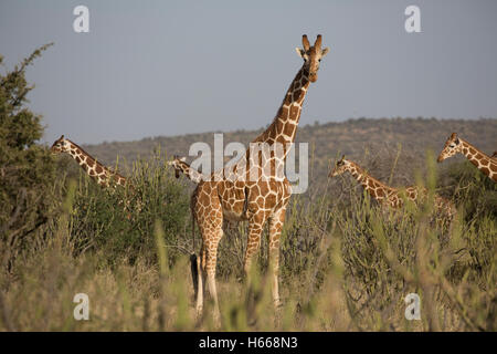 Troupeau de giraffe réticulée dans le bush sec désert de Laikipia au Kenya Nanyuki Banque D'Images
