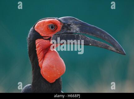 Le sud de l'Ground-Hornbill - Kruger National Park, Afrique du Sud Banque D'Images