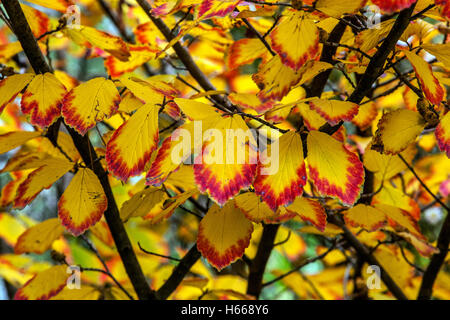 Feuilles d'automne de l'arbre de sorcière-noisette, coloration des feuilles de plantes Banque D'Images