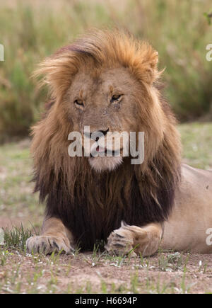 Close up grand mâle solitaire African Lion à crinière reposant le Masai Mara au Kenya Banque D'Images