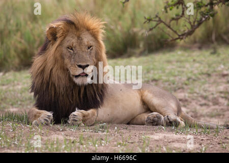 Homme solitaire et la crinière d'un grand lion d'Afrique Kenya Masai Mara au repos Banque D'Images