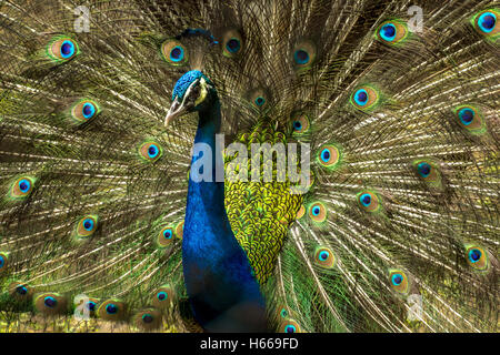 Joli oiseau paon indien avec plumes ouvert au plumage Kolkata zoo. Banque D'Images