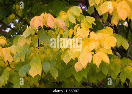 Cladrastis kentukea. En automne. Yellowwood Kentucky Banque D'Images