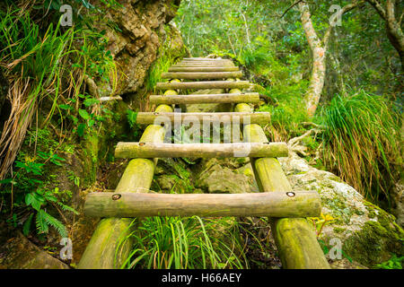 L'escabeau en bois ancien sentier de randonnée de la forêt de Banque D'Images