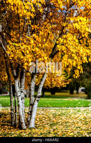 Le Betula papyrifera Bouleau à papier, bouleau blanc, bouleau et de canoë, couleurs d'automne Banque D'Images