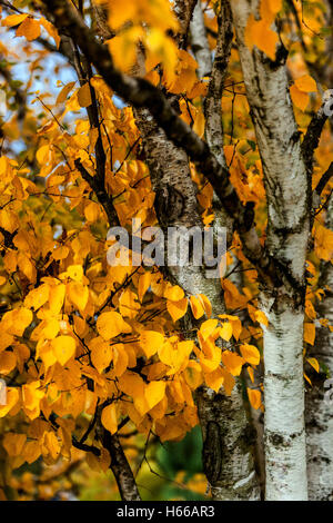 Betula papyrifera, le bouleau à papier, également connu sous le nom de bouleau blanc et bouleau à canot, couleurs d'automne Banque D'Images